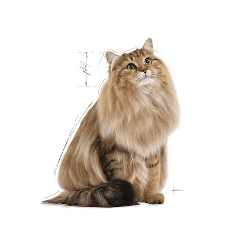 Royal Canin, Digest Sensitive Feline Care Nutrition Cat Food, Gravy, 12 Pouches x 85 grams