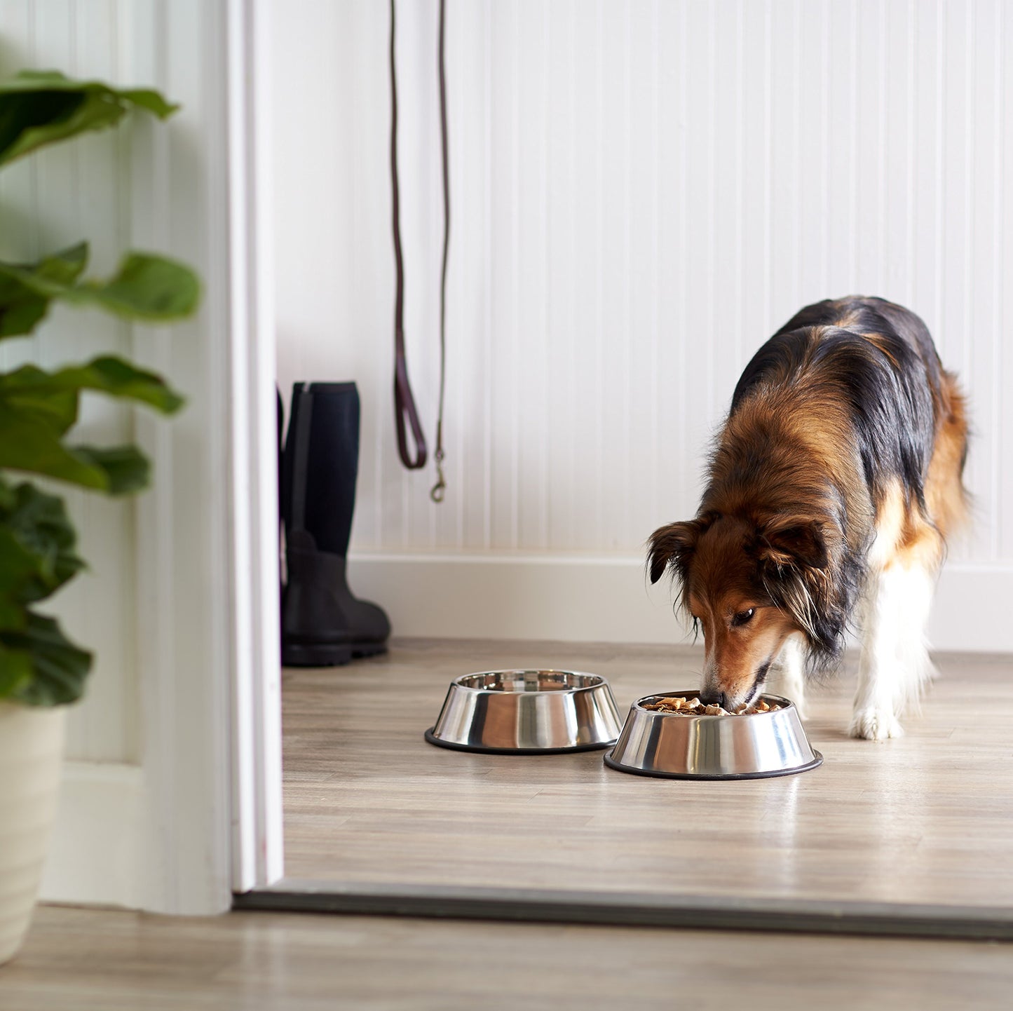 Amazon Basics Stainless Steel Pet Dog Water And Food Bowl, Set of 2 (11 x 3 Inches)