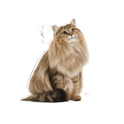 Royal Canin, Digest Sensitive Feline Care Nutrition Cat Food, Gravy, 12 Pouches x 85 grams